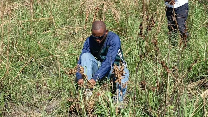A Kananga